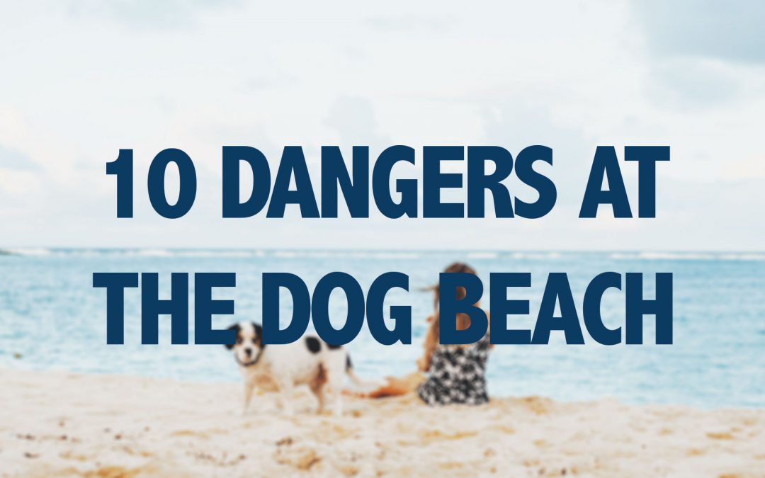 10 Dangers At The Dog Beach