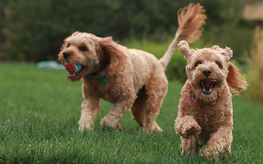 Hilton Vet Hospital – Allergies in Pets