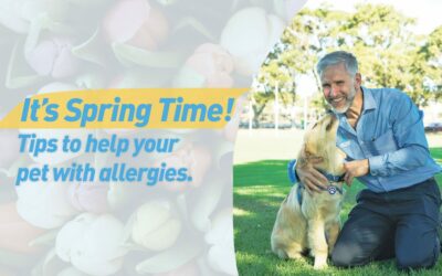 Allergies in Pets
