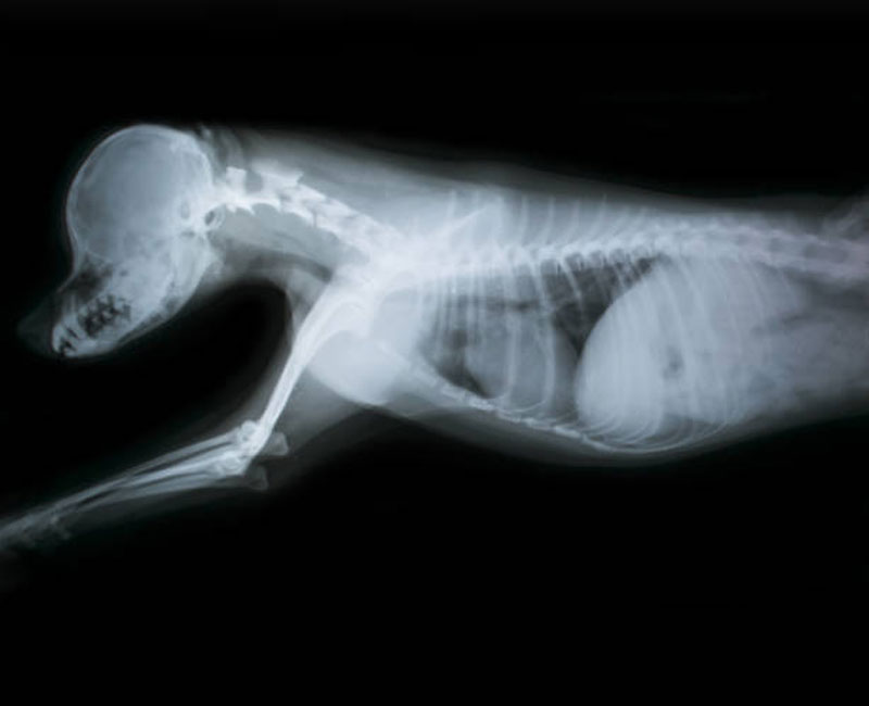 Hilton Vet Hospital - Animal X-Rays and Radiology