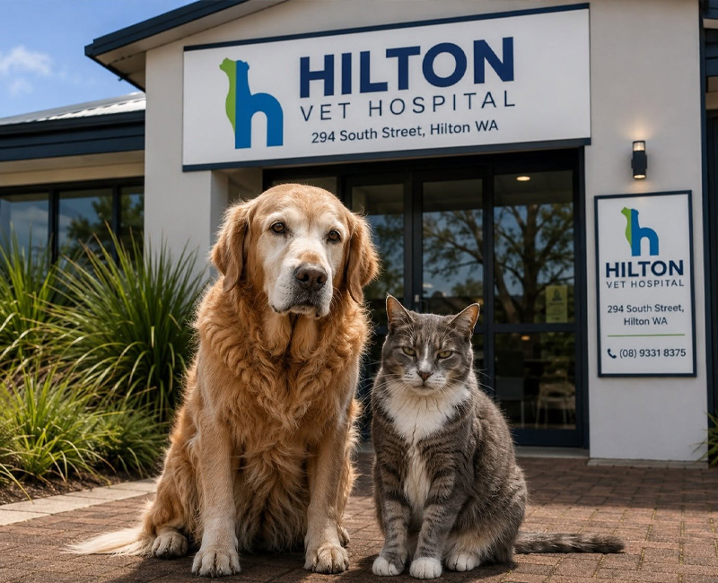 Hilton Vet Hospital - Arthritis in Older Pets