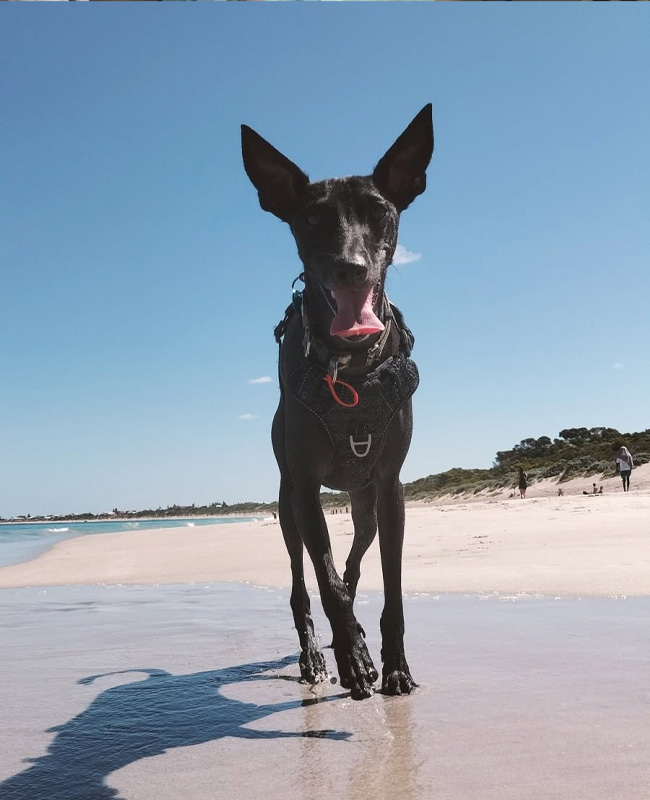 Hilton Vet Hospital - Walkies on the Beach