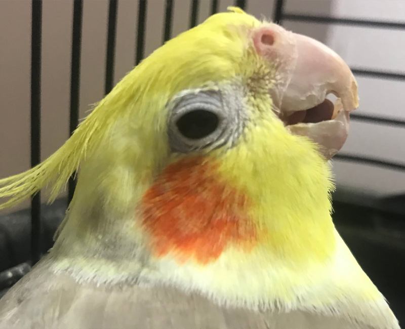 Hilton Vet Hospital - Bird Vet Perth