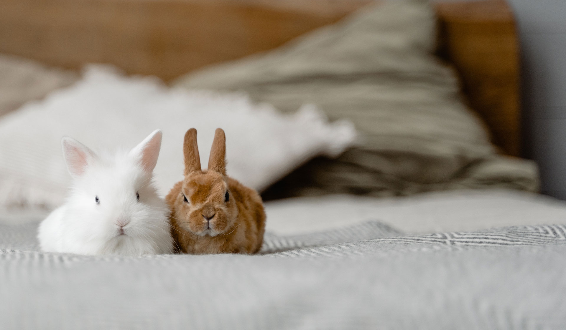 Hilton Vet Hospital - Bunnies on Bed - Hilton Vet Hospital