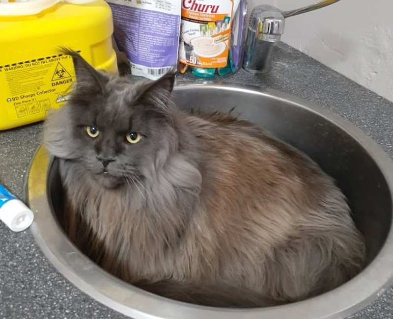 Hilton Vet Hospital - Cat Vaccinations Fremantle