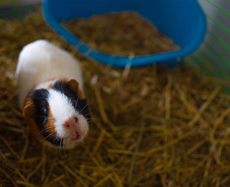 Guinea Pigs Hilton Vet Hospital