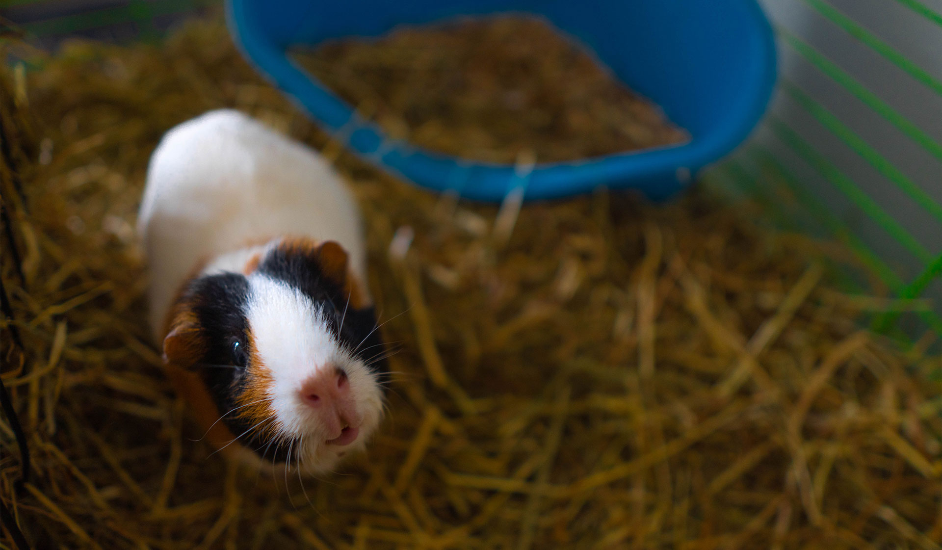 Hilton Vet Hospital Caring For Your Guinea Pig Hilton Vet Hospital