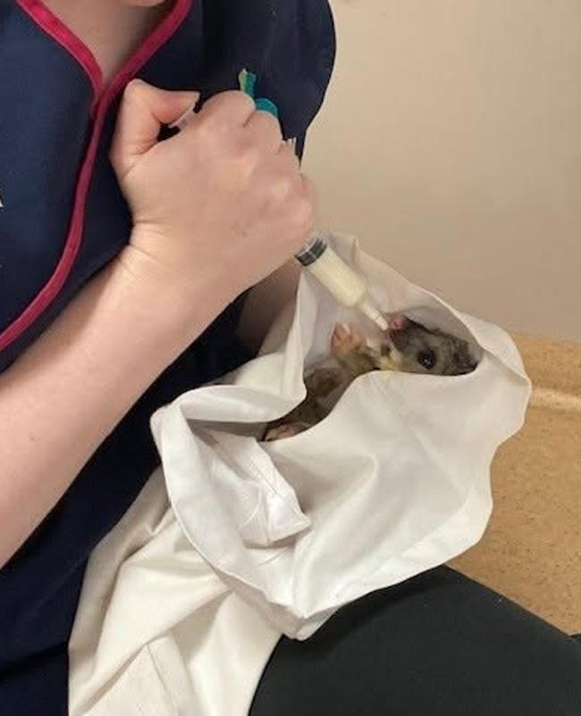 Hilton Vet Hospital - Caring for Wildlife in Western Australia