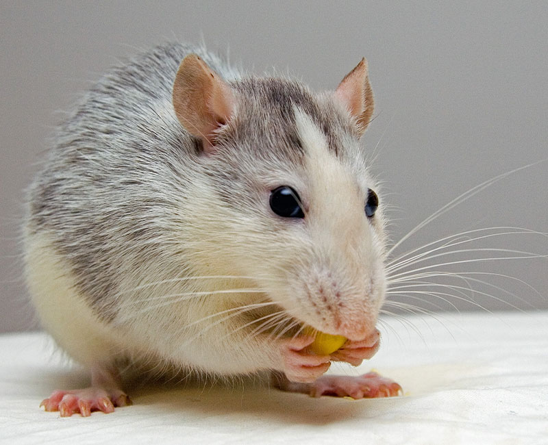 Hilton Vet Hospital - Caring for your pet rats