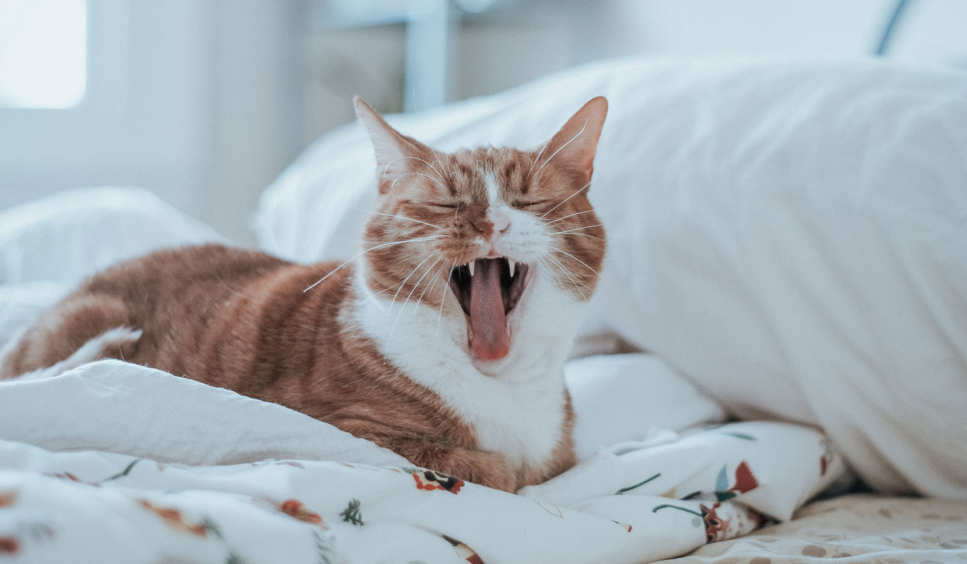 Pet Dental Health Hilton Vet Hospital