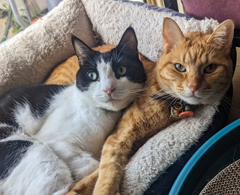 Hilton Vet Hospital - Cat Health Care Advice