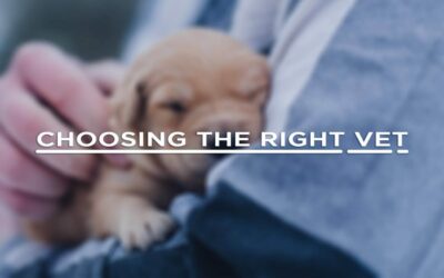 3 Things to Consider When Choosing the Right Vet