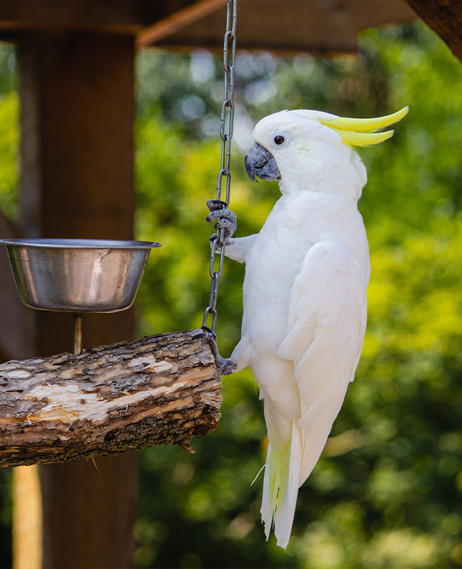 Hilton Vet Hospital - Bird Vet Perth