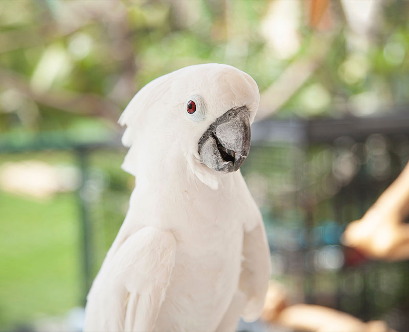 Hilton Vet Hospital - Wing and Nail Trim