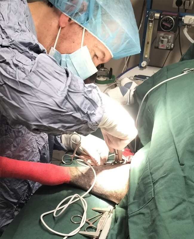 Hilton Vet Hospital - Cruciate Ligament Surgery for Dogs
