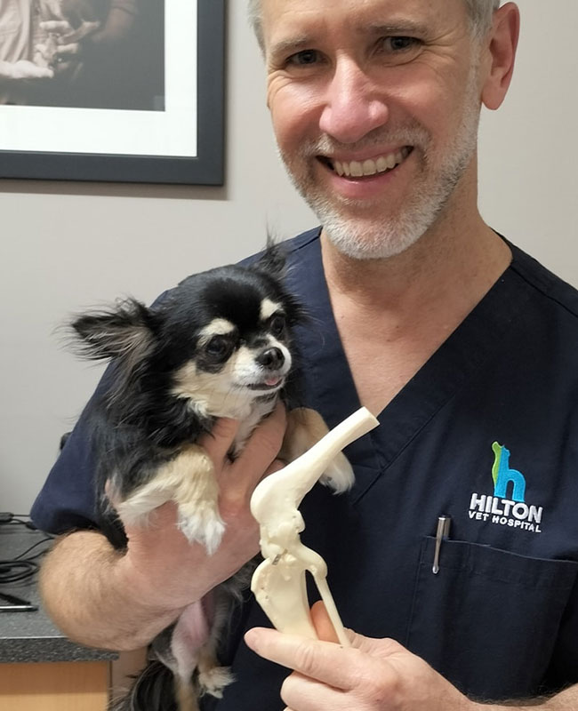 Hilton Vet Hospital - Cruciate Ligament Surgery Fremantle