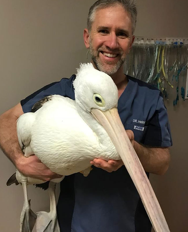 Hilton Vet Hospital - Dr Heinrich and Pelican