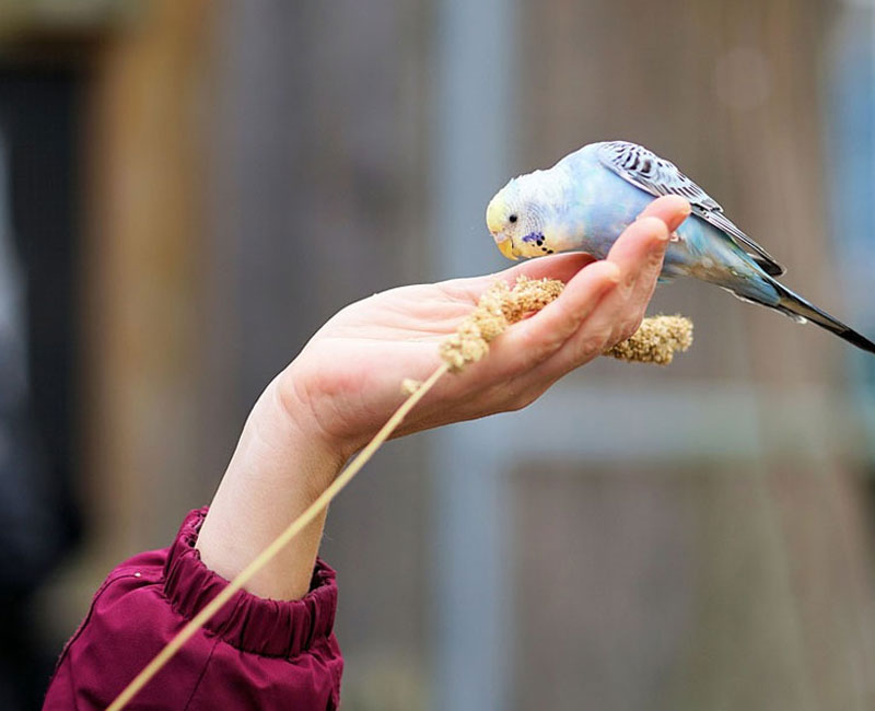 Hilton Vet Hospital - Feeding Pet Birds 