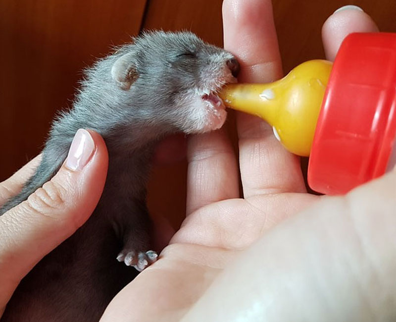 Hilton Vet Hospital - Ferret Tips and Advice