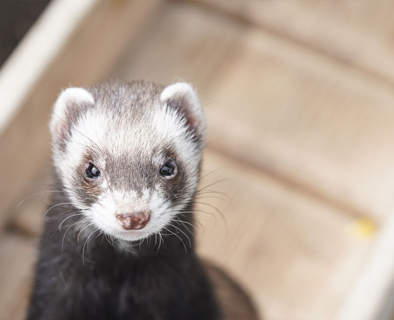 Ferrets Health Care - Hilton Vet Hospital