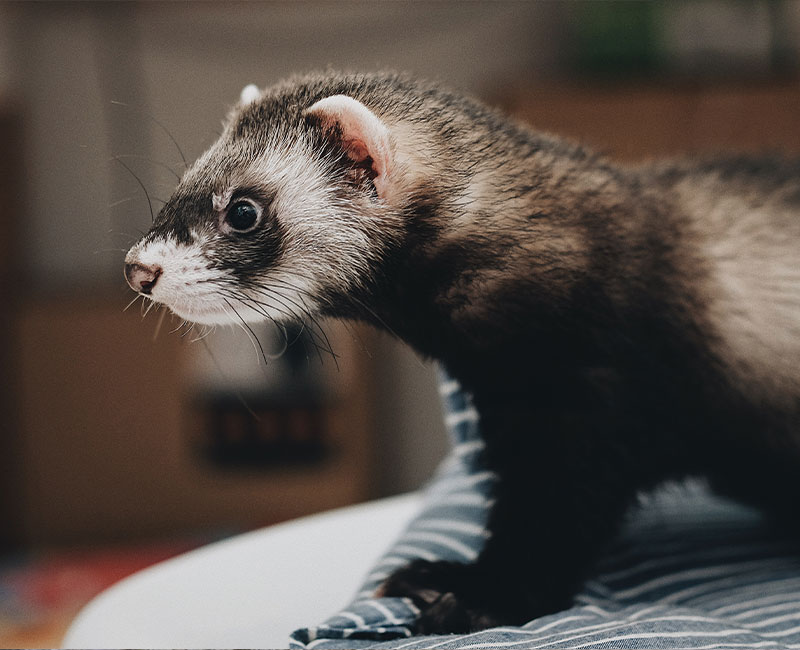 Hilton Vet Hospital - Ferrets Vet 