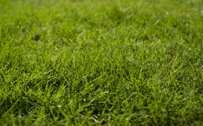 Grass Seeds