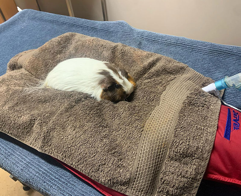 Hilton Vet Hospital - Guinea Pig Vet Fremantle