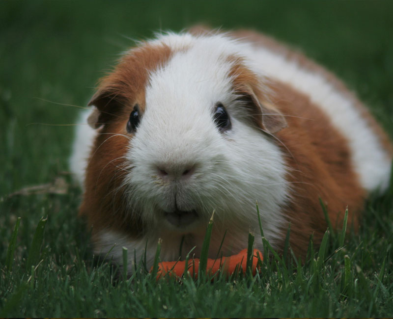 Hilton Vet Hospital - Guinea Pig Diet