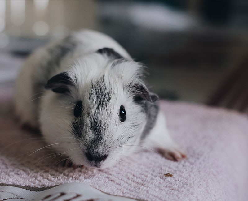 Hilton Vet Hospital - Guinea Pig Vet Perth