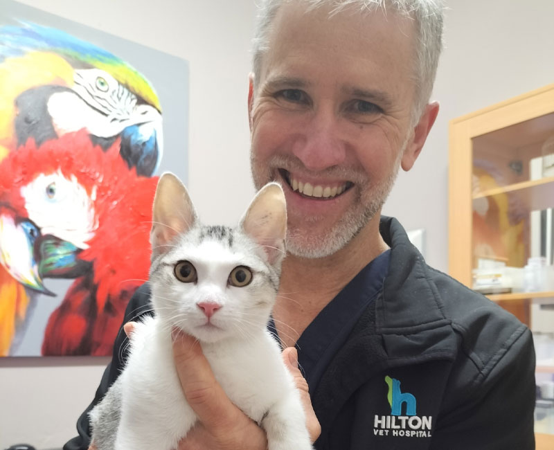 Cat Sterilisation - Hilton Vet Hospital