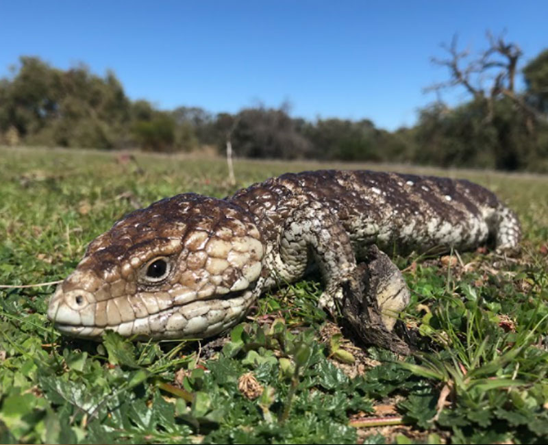 Hilton Vet Hospital - Lizard Vet Fremantle