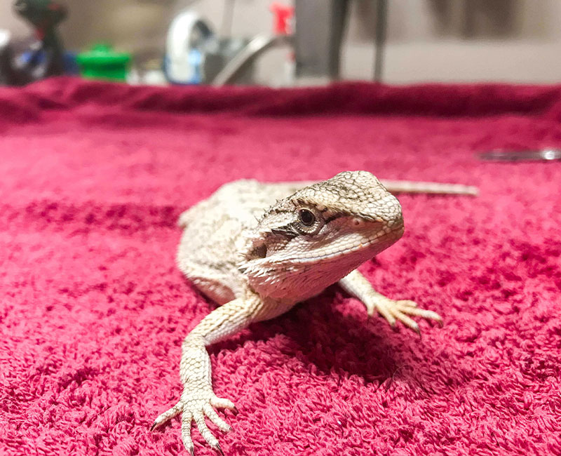 Hilton Vet Hospital - Lizard Vet Perth