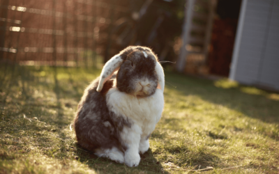 Why Microchip Your Rabbit?