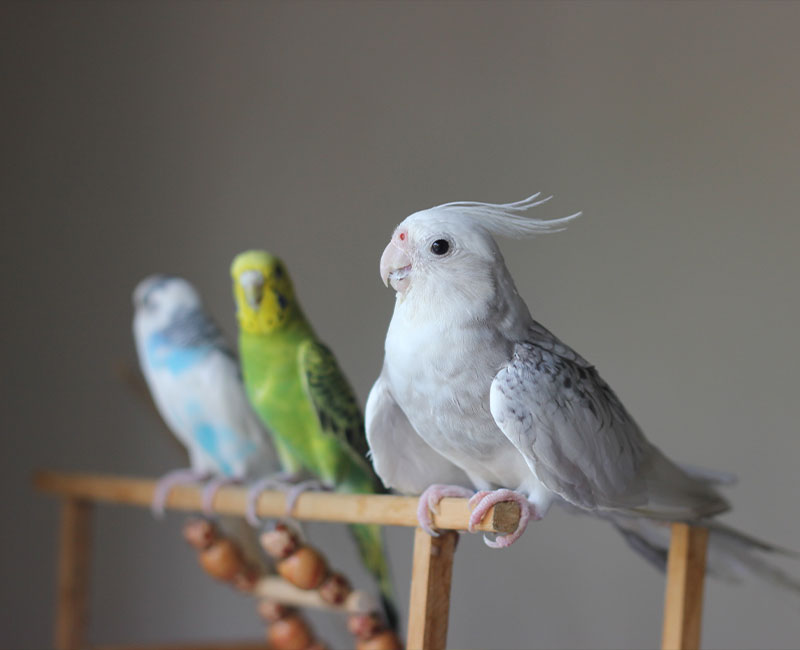 Hilton Vet Hospital - Pet Birds