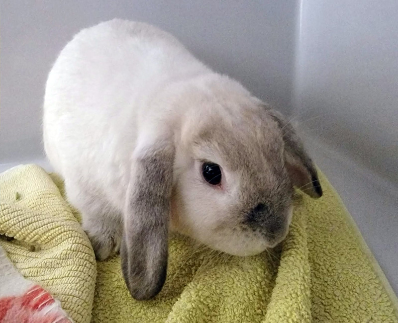 Hilton Vet Hospital - Rabbit Vet Fremantle