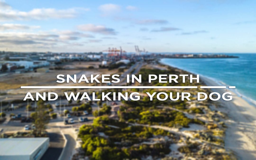 Snakes In Perth Warning.