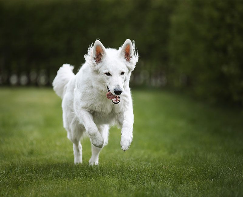 Hilton Vet Hospital - Treating Arthritis in Senior Pets