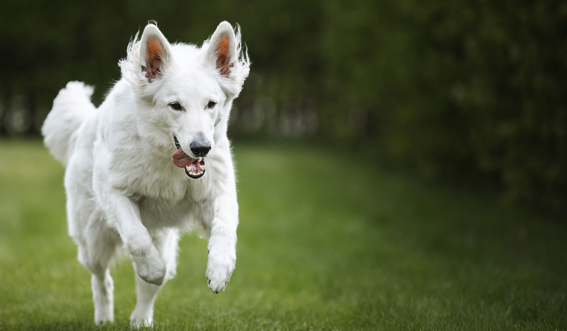 Hilton Vet Hospital - White Shepherd Running - Hilton Vet Hospital