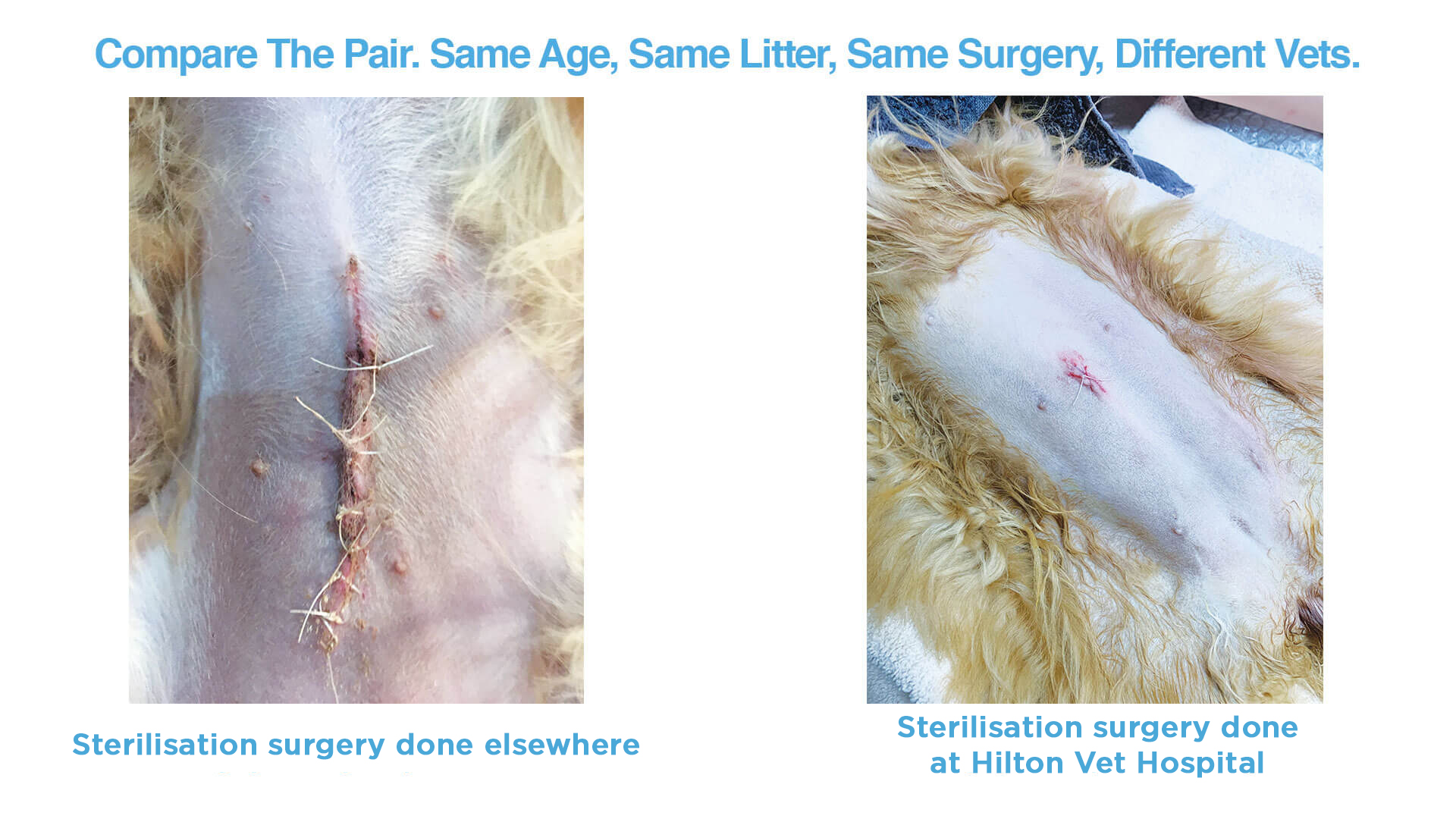 Compare the Pair - Sterilisation Surgery Done Somewhere else compares to Hilton Vet