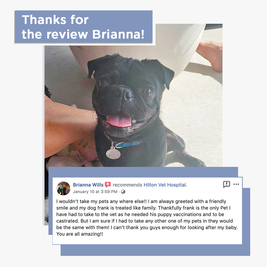 Review from Brianna - Hilton Vet Hospital