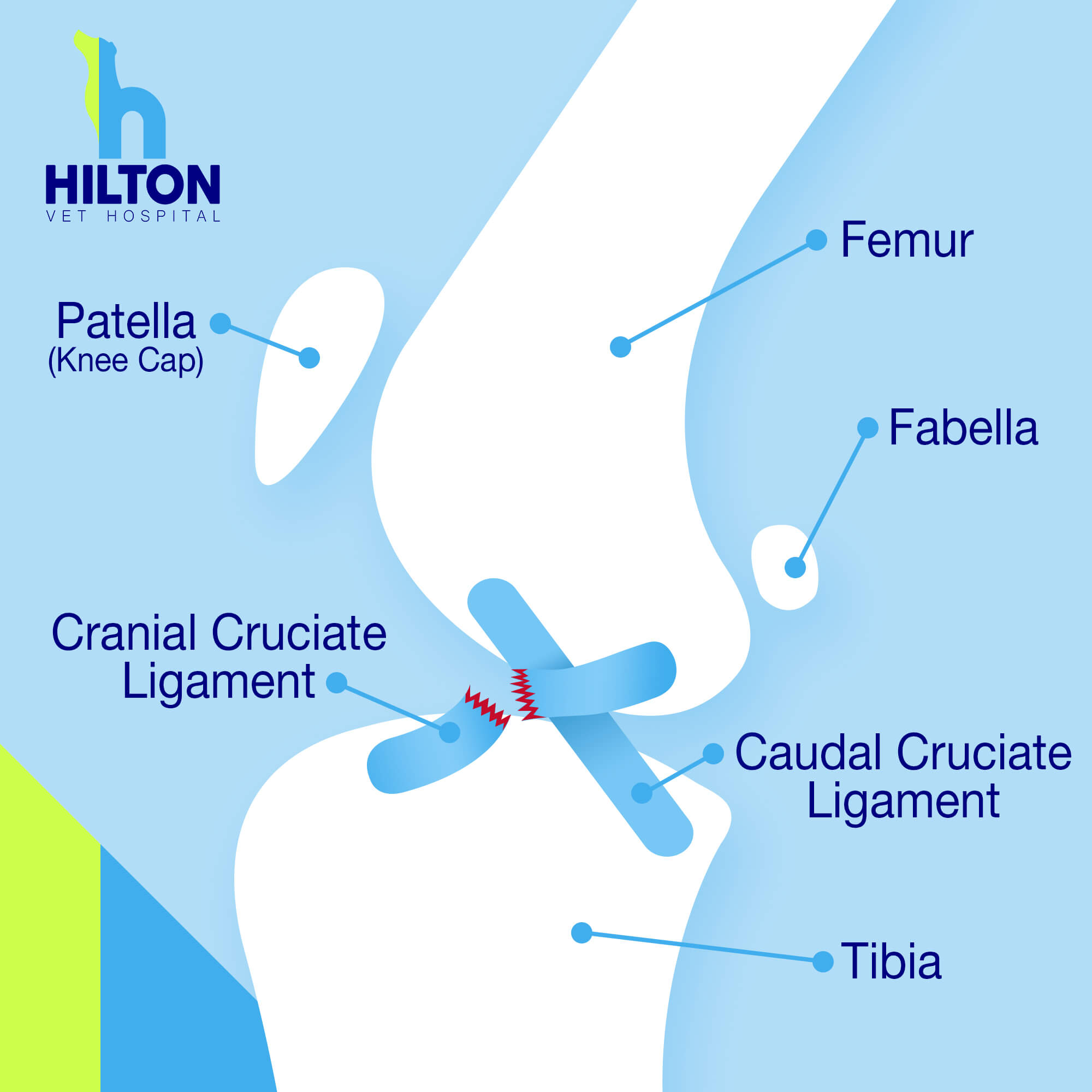 Orthopaedic Cruciate Surgery - before